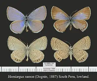 Description de l'image HemiargusRamonMFUpUnsAC1.jpg.