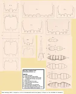 Hemiaulus proteus(d'après Peder Heiberg 1863)