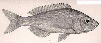 Description de l'image Hemibates stenosoma.jpg.