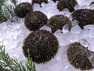 Hemicentrotus pulcherrimus