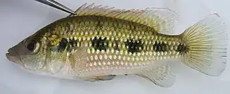 Description de l'image Hemichromis angolensis Steindachner, 1865.jpg.