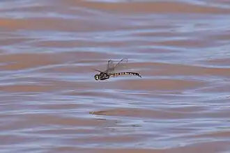 Un spécimen en vol au-dessus du lac Pinaroo&nbsp;(en), en Nouvelle-Galles du Sud.