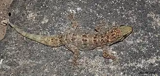 Description de l'image Hemidactylus gujaratensis.jpg.