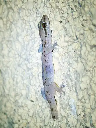 Description de l'image Hemidactylus hajarensis.jpg.