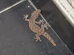 Description de l'image Hemidactylus parvimaculatus from Sri Lanka.jpg.