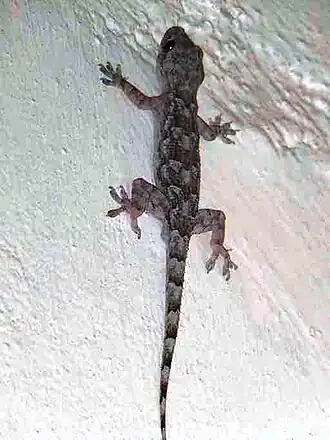 Description de l'image Hemidactylus platycephalus.jpeg.