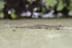 Description de l'image Hemidactylus stejnegeri at Zhuolan, Taiwan 2022-07-19.jpg.