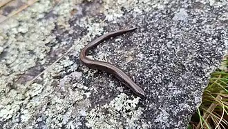 Description de l'image Hemiergis talbingoensis 220619276 (cropped).jpg.