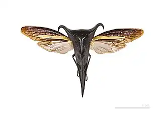 Hemikypta marginata (Darninae)