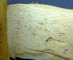 Méchules légères concolores du Bolet dépoli (Hemileccinum impolitum).