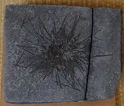 Hemipedina bowerbanki.