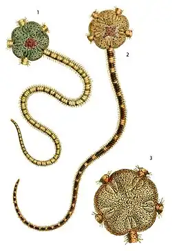 Hemipholis cordifera