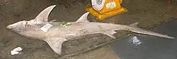 Requin Hemipristis elongata