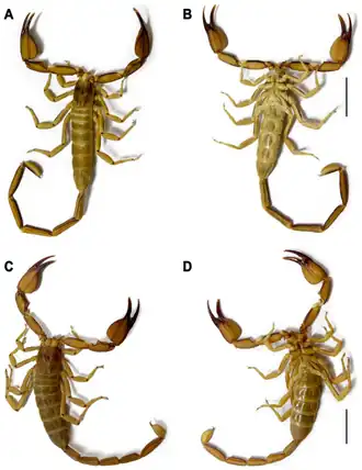 Description de l'image Hemiscorpius jiroftensis (10.3390-d17050321) Figure 3.png.