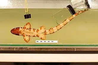 Description de l'image Hemiscyllium strahani Whitley, 1967 2831924704.jpg.