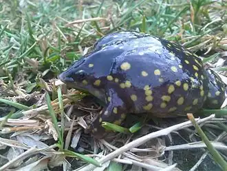 Description de l'image Hemisus guttatus00.jpg.