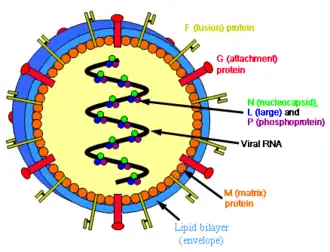 Description de l'image Henipavirus structure.png.