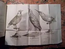 Un gros-bec, une marouette et un martin pêcheur empaillés en position naturelle