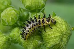 Larve de Henosepilachna argus