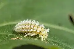 Jeune larve de Henosepilachna argus