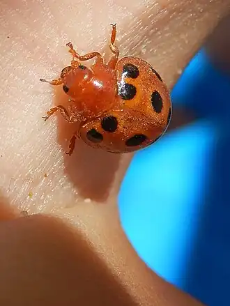 Henosepilachna elaterii