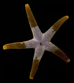 Henricia alexeyi