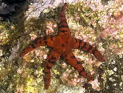 Henricia djakonovi