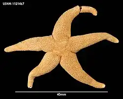 Henricia pagenstecheri