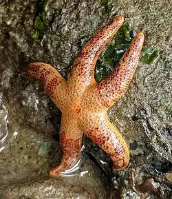 Henricia pumila