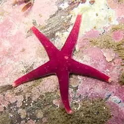 Spécimen nord-américain.