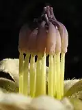 androcée