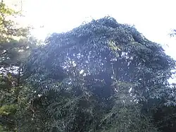 Heptapleurum taiwanianum, Yu Shan, à Taïwan.