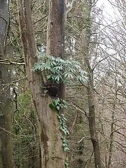 Heptapleurum taiwanianum en épiphyte au jardin jungle