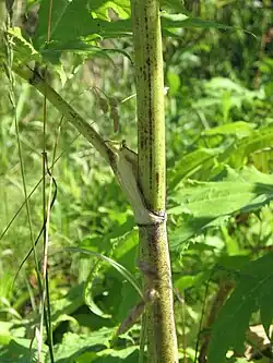 Tige de Berce du Caucase recouverte de nombreuses taches rouges framboise à violet et portant quelques poiles rudes et épars.