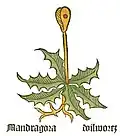 Part. I, chap. 94 Mandragora officinarum
