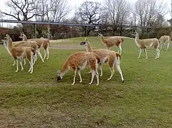 Guanacos