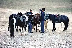 Groupe de chevaux de toutes les couleurs et deux jeunes hommes à côté d'eux