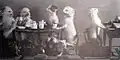Chats prenant le thé ; miss Paulina chantant : diorama d'animaux naturalisés par Hermann Ploucquet lors de l'Exposition universelle de 1851 à Londres.