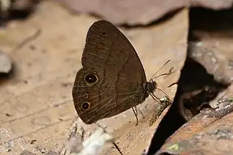 Hermeuptychia harmonia.