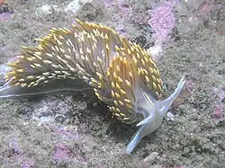 Hermissenda crassicornis