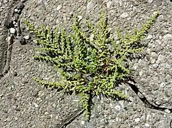 Le port prostré de l'Herniaire velue&nbsp;(en) lui permet de pousser dans la moindre fissure du bitume.