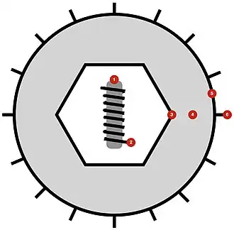 Description de l'image Herpesvirales virion diagram.jpg.