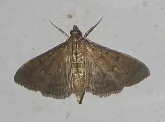 Description de l'image Herpetogramma licarsisalis-26mm(Walker, 1859).jpg.