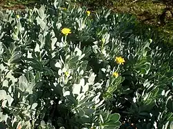 Début de floraison.