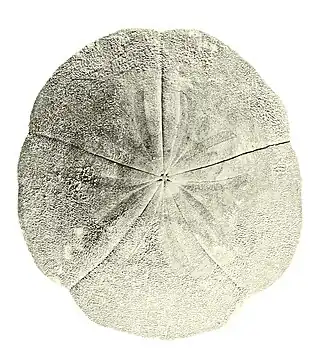 Ammotrophus arachnoides