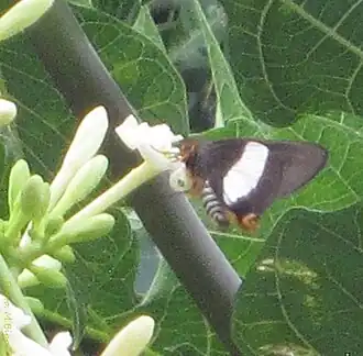 Description de cette image, également commentée ci-après