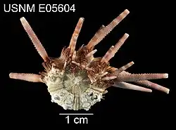 Hesperocidaris houstoniana (face orale)