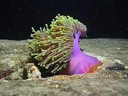 Heteractis magnifica.