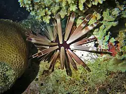 Forme brun-gris aux Maldives.