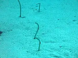 Un groupe d'anguilles jardinières mouchetées (Heteroconger hassi)